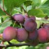 Prunus domestica Opal / Plum Tree - 35L 130-180cm