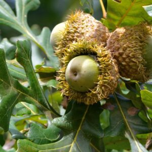 Quercus macrocarpa