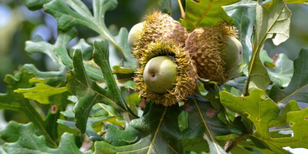 Quercus macrocarpa