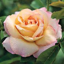 Rosa Peace. - Hybrid Tea Rose