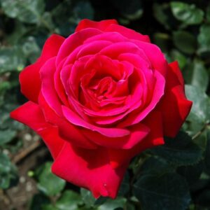 Rosa Dame de Coeur