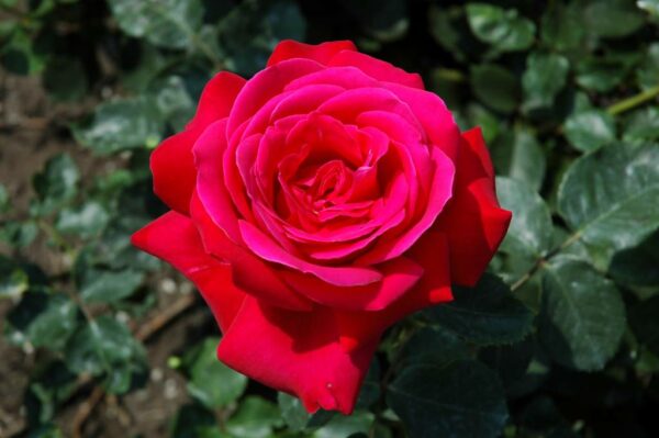 Rosa Dame de Coeur