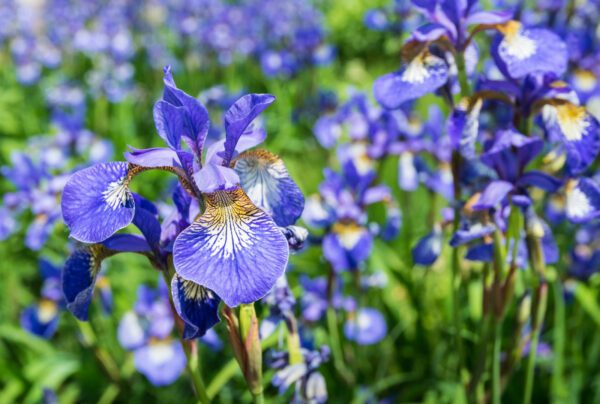 Iris sibirica Blue King