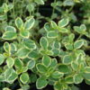 Thymus citriodorus Aureus - 2L