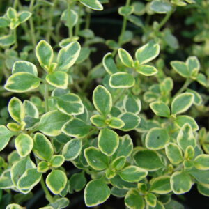 Thymus citriodorus Aureus
