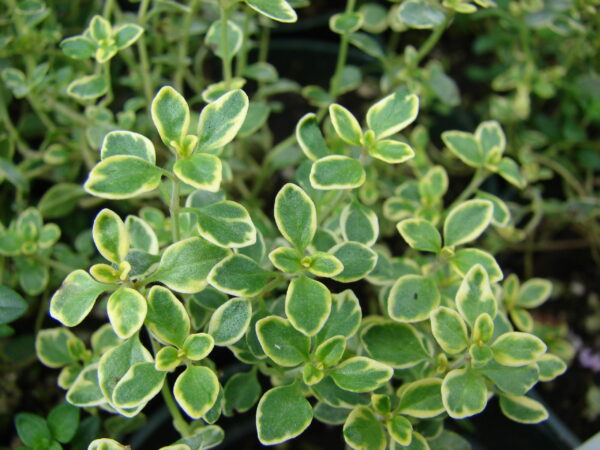 Thymus citriodorus Aureus