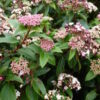 Viburnum tinus Eve Price - 1/4 Standard Tree - 10L 1/4 Standard