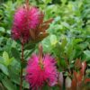 Callistemon viminalis Hot Pink - 5L