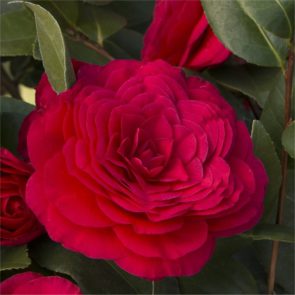 Camellia Japonica Rosso