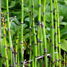 Equisetum Hyemale - water plant