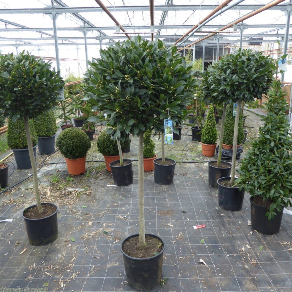 Laurus nobilis / Bay Laurel 1/2 Standard Caragh Nurseries
