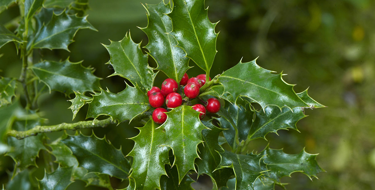 Ilex aquifolium 'Alaska' (English Holly)