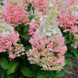 Hydrangea Paniculata Candlelight