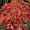 Nandina Blush Pink - 5L
