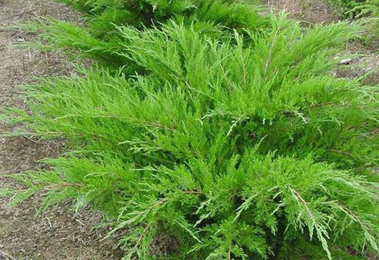 Juniper x media Mint Julep