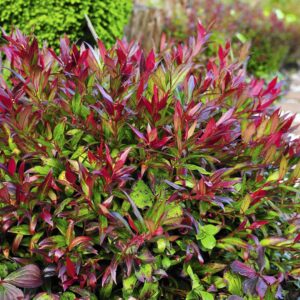 Leucothoe Red Lips