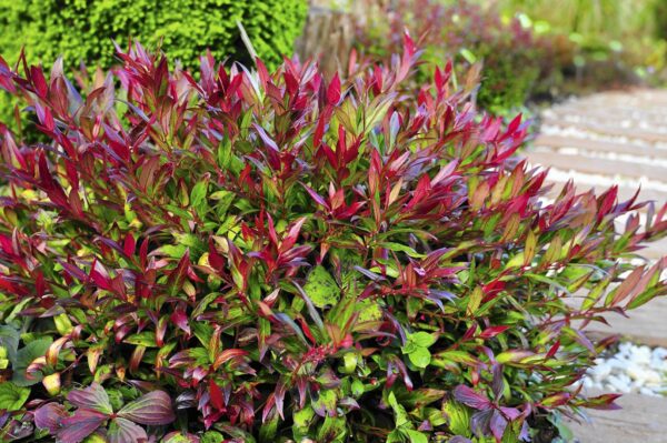 Leucothoe Red Lips