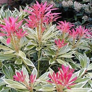 Pieris jap. Variegata