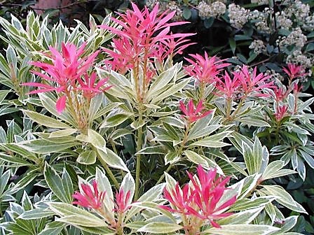 Pieris jap. Variegata
