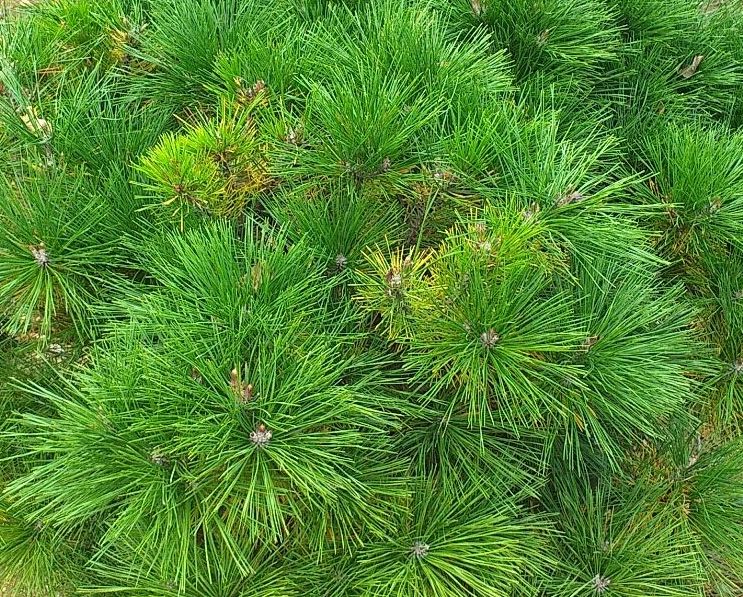 Pinus Brepo Quarter Standard