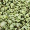 Pittosporum Green Elf - 5L