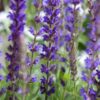 Salvia Ostfriesland - 2L