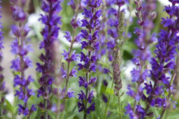 Salvia Ostfriesland