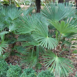 Chamaerops Excelsa / Trachycarpus fortunei wagnerianus