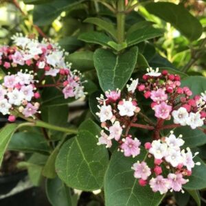 Viburnum tinus Lisarose