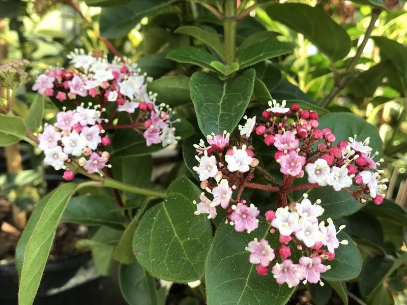 Viburnum tinus Lisarose