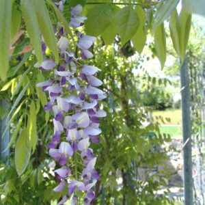 Wisteria Floribunda Macrobotrys