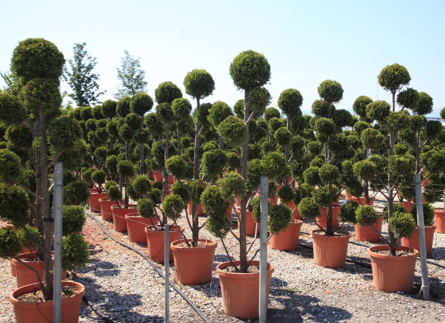 Cupressus Castlewellan Gold / Castlewellan Gold Cypress Pom poms