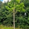 Catalpa biganoides Mature Specimen - 375L 35-40cm girth, 5-6m tall