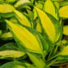 Hosta 'Happy Dayz' - 3L