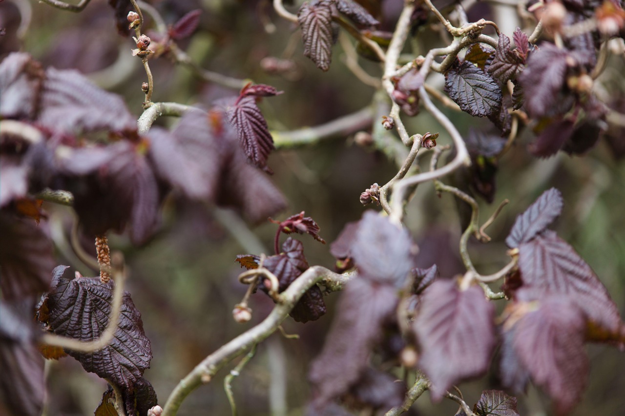 Corylus avellana majestic