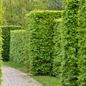 Carpinus betulus / Hornbeam Hedging