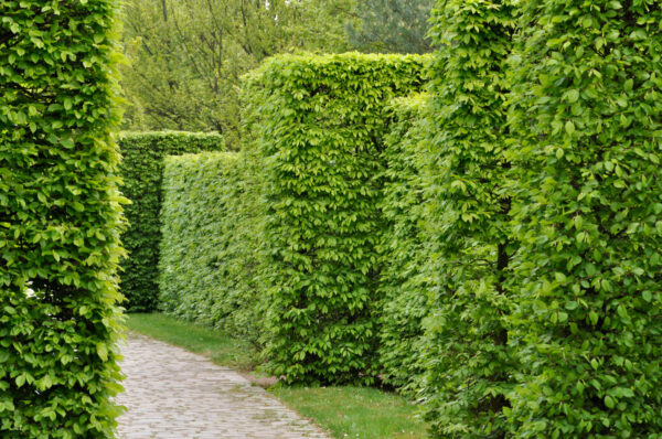 Carpinus betulus / Hornbeam Hedging