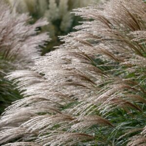 Miscanthus sin. 'flamingo'
