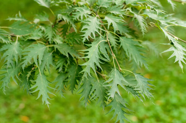 Betula pendula 'laciniata' specimen multistem