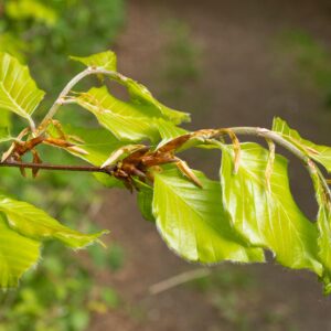 Fagus sylvatica specimen multistem