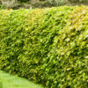 Fagus sylvatica / Beech hedging - 60-90cm Bare-root