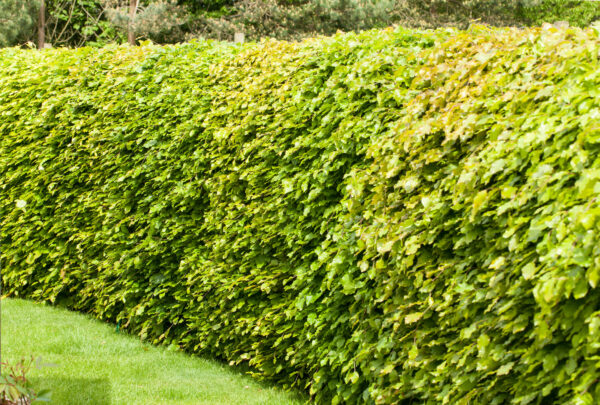 Fagus sylvatica / Beech hedging