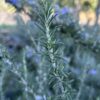 Rosmarinus officianalis / Rosemary - 2L