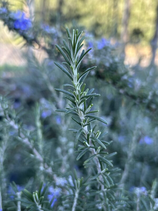 Rosmarinus officianalis / Rosemary