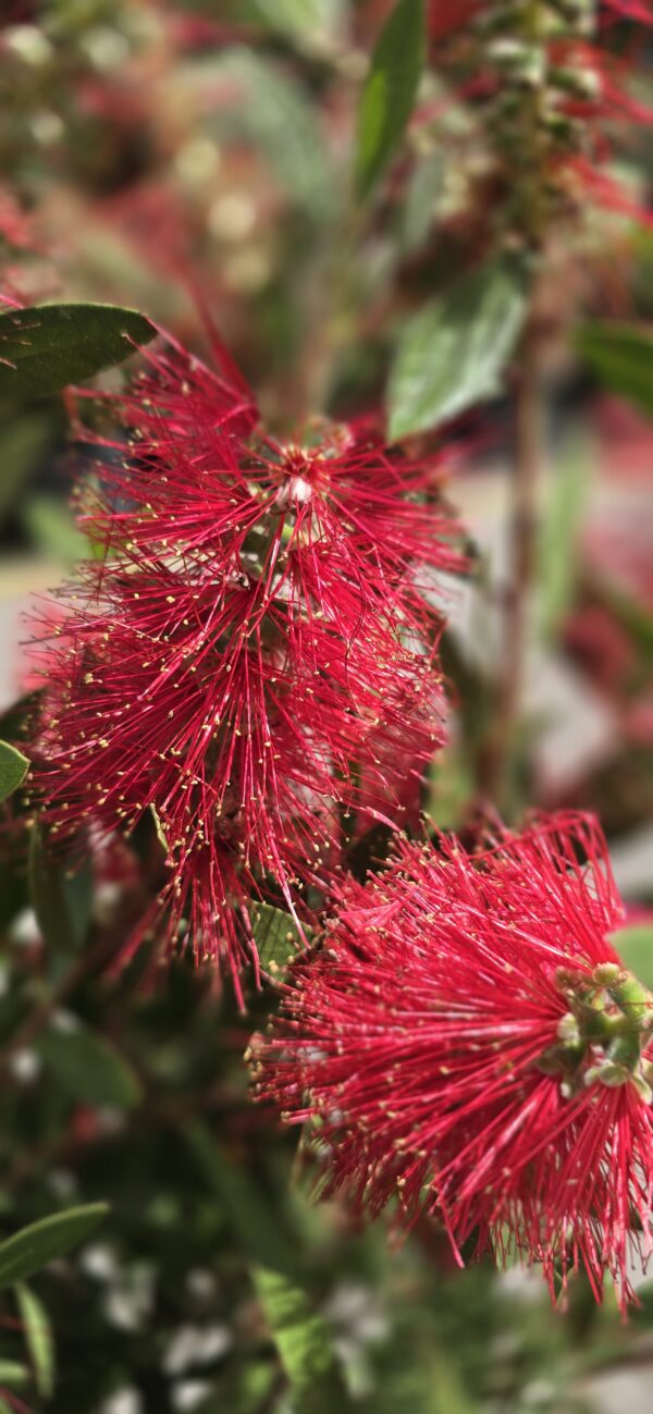 Callistemon citrinus 'splendens' 1/4 standard - Image 2