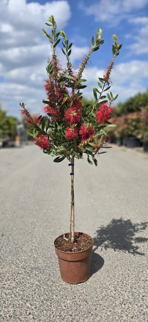 Callistemon citrinus 'splendens' 1/4 standard