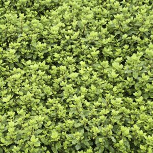 Pittosporum 'beech ball'