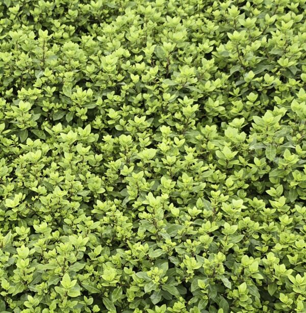 Pittosporum 'beech ball'