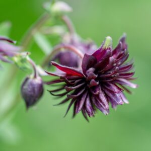 Aquilegia 'black barlow'