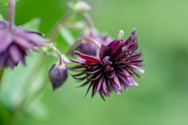 Aquilegia 'black barlow'